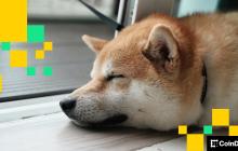 在假期流动性稀薄的情况下，狗狗币和柴犬币等狗类迷因币的价格走势平淡。