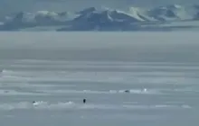 Nietzsche Penguin 6000 times in a week, will Solana meme coins regain their glory?