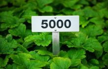 Gold stands above 5000, when will Bitcoin welcome a breakthrough?