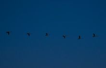 数字现金的双生时代：国家货币与市场货币的未来协作展望