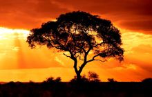 WisdomTree 在多链推动中将代币化基金的访问扩展到 Solana