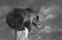 隐私币涨完，意味着熊市要来了？