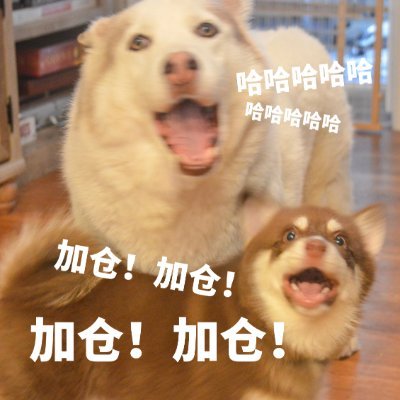 $Must HODL